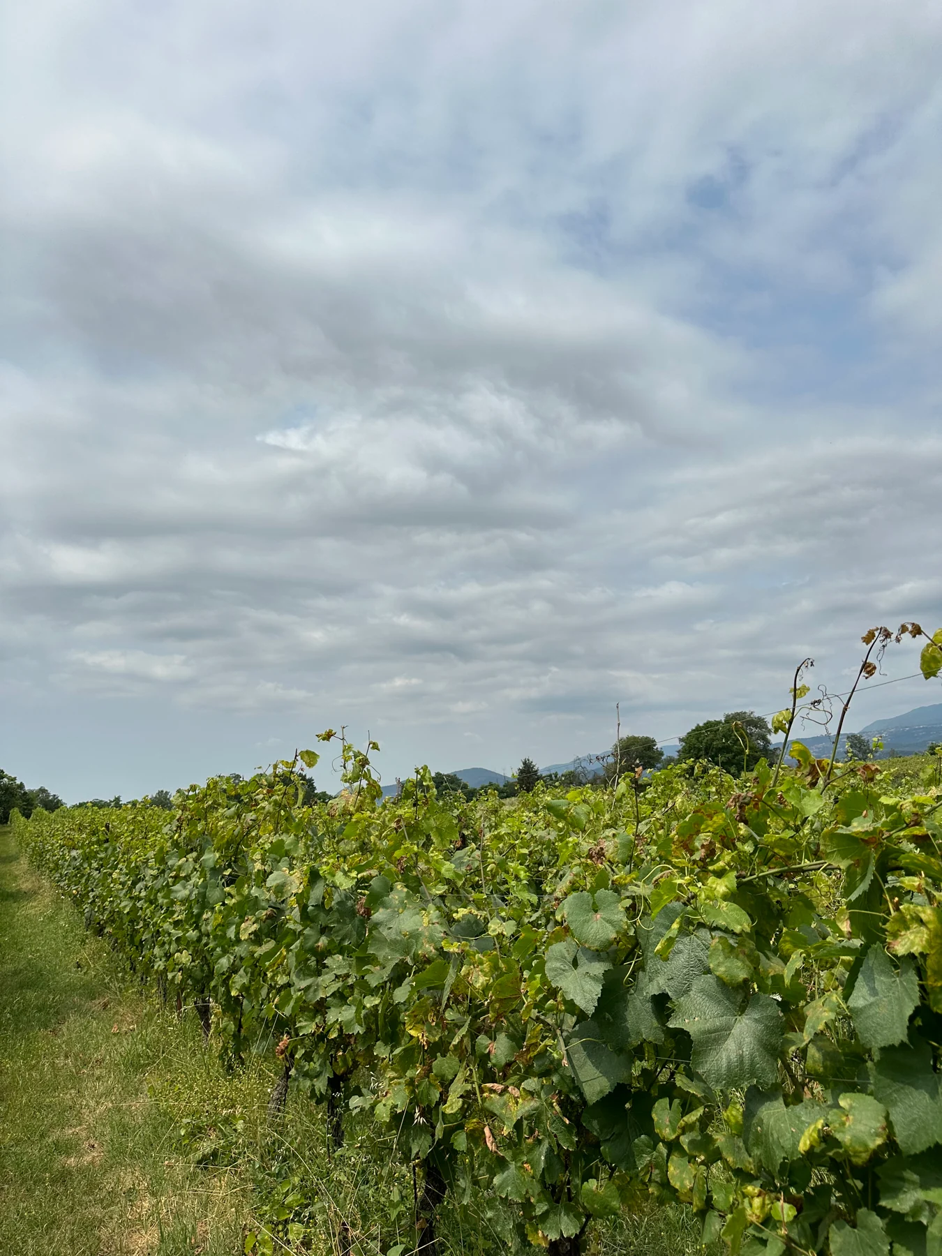 Vines at the SUNAWI project on Lake Garda